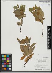 Foto von Salix hastata L.